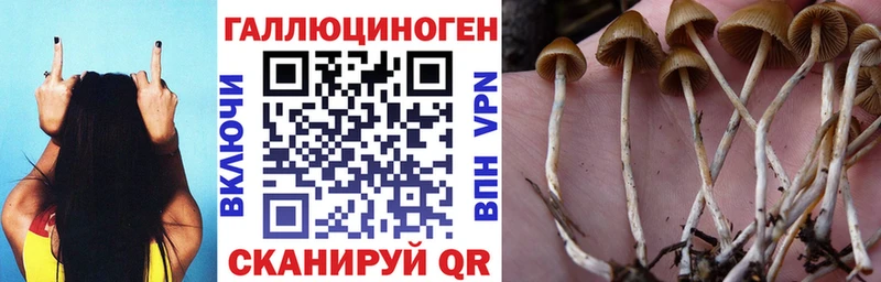 Псилоцибиновые грибы Cubensis  гидра   Велиж 